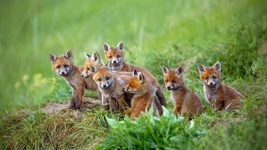 All Members - Colorado Wildlife Control Operators Association